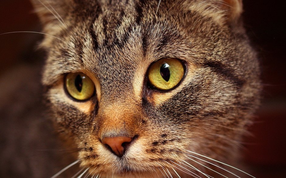 Коричневый кот с зелеными глазами