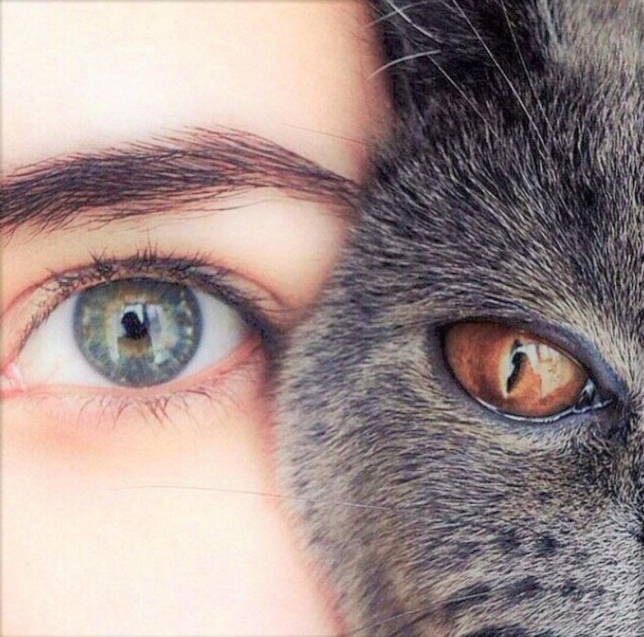 Косоглазый кот Сиам