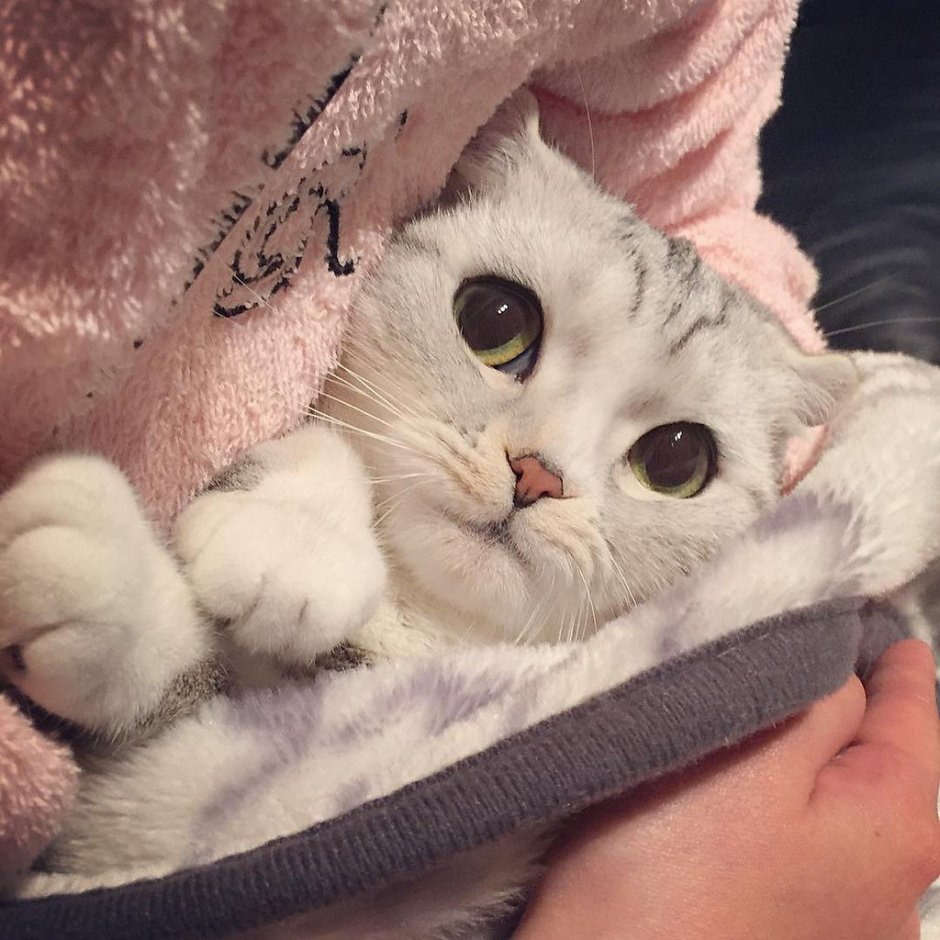 Кошка джут морда мех