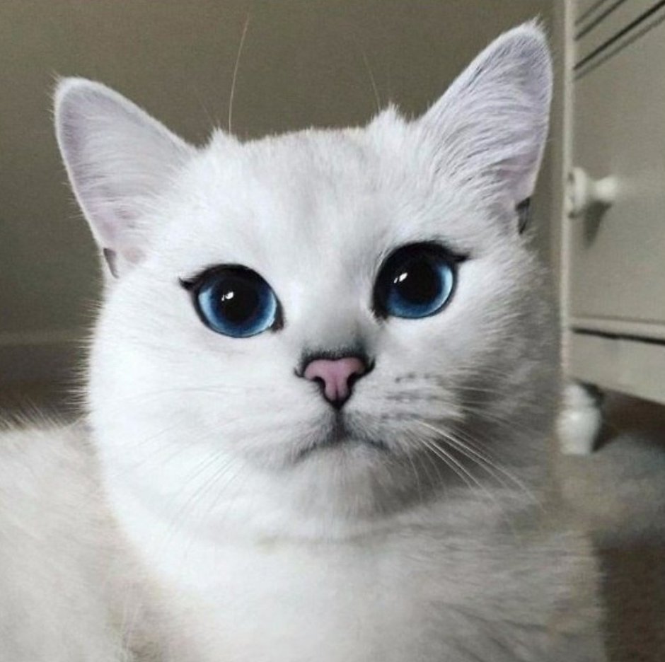 Милый котик с большими глазами