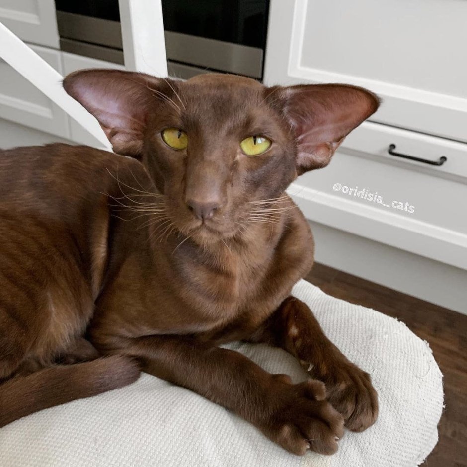 Кошка с коричневыми глазами