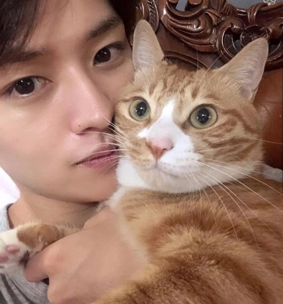 Кот британец серый