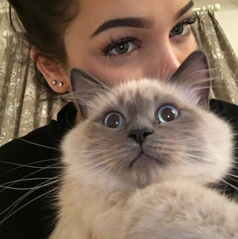 Британская короткошёрстная кошка шоколад