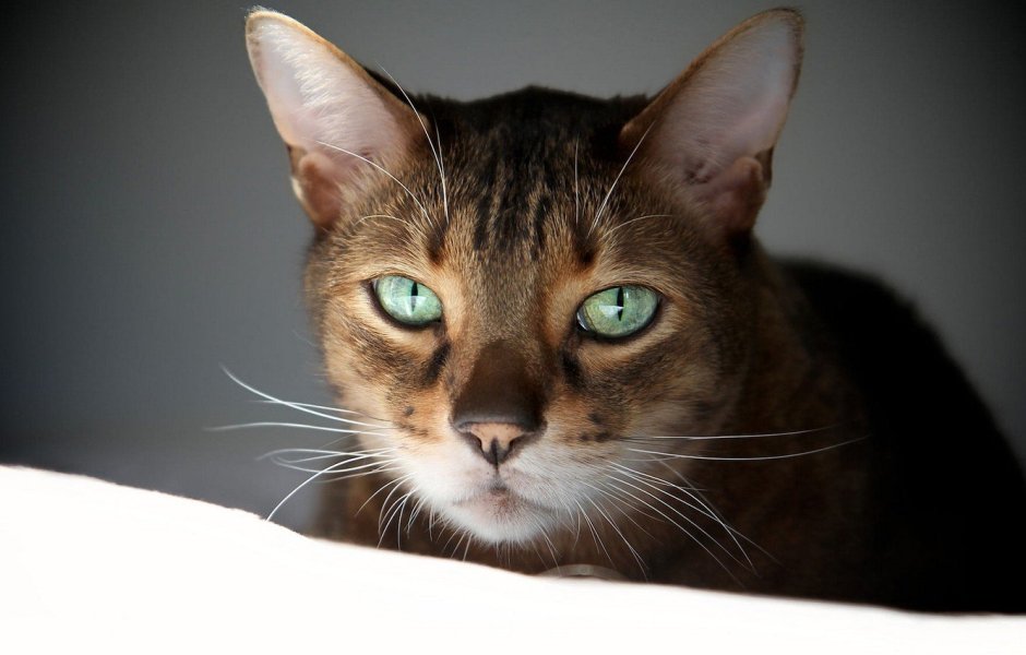 Милые котики Эстетика