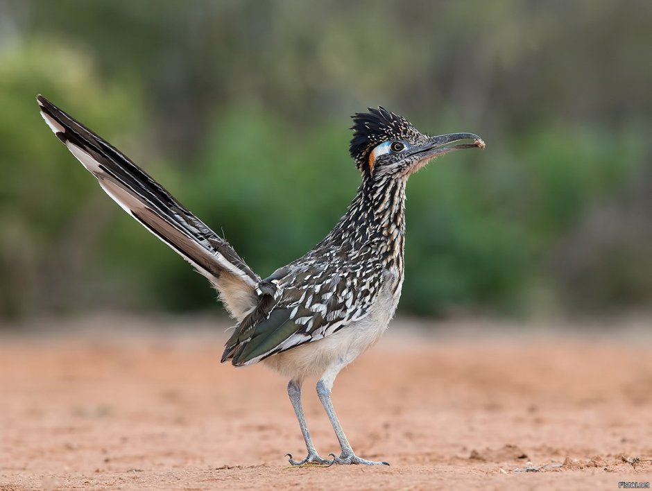 Саджа Syrrhaptes paradoxus
