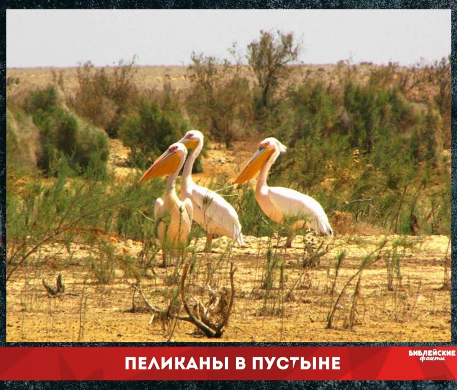 Саксаульная Сойка