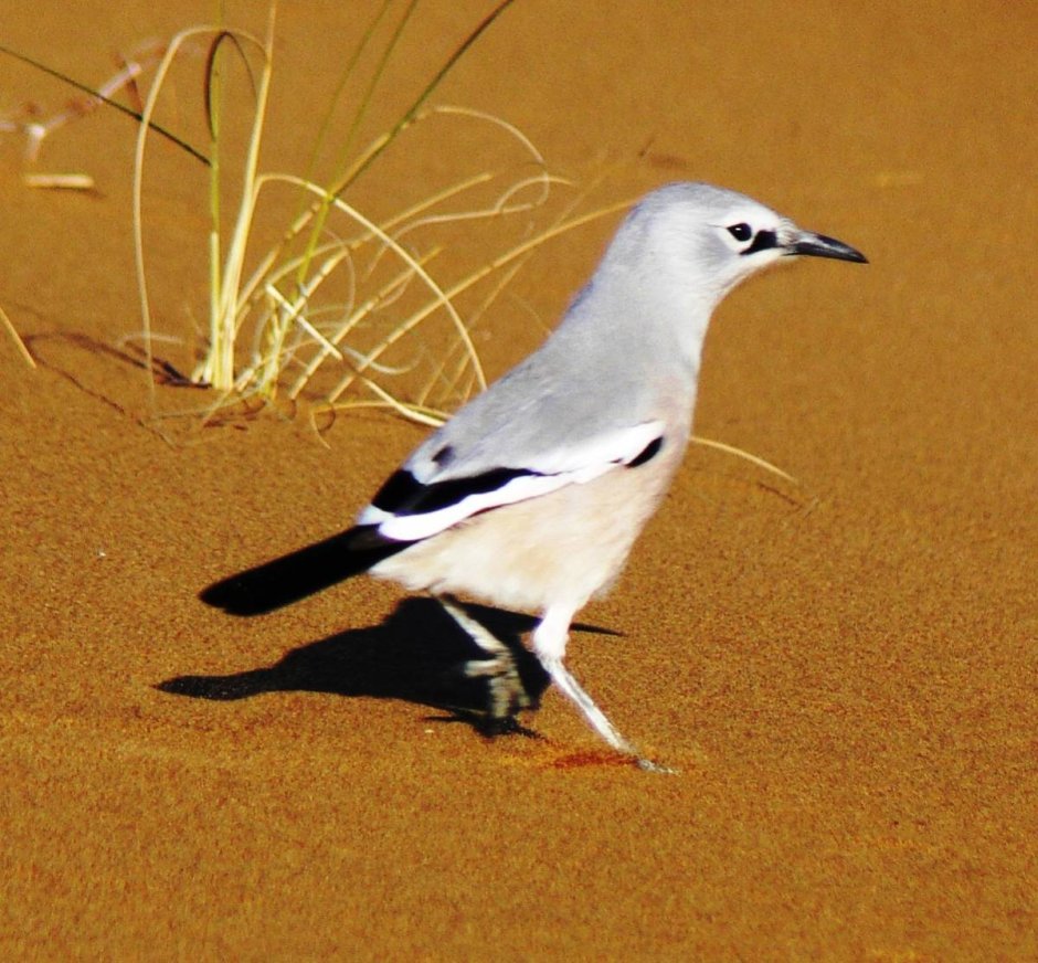 Chlamydotis macqueenii