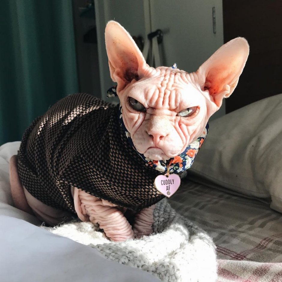 Смешной лысый кот