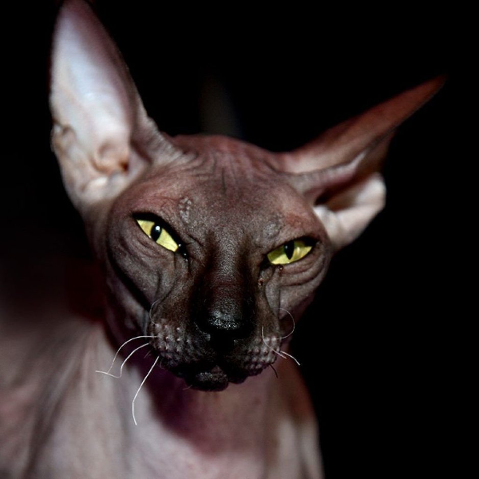 Кот сфинкс
