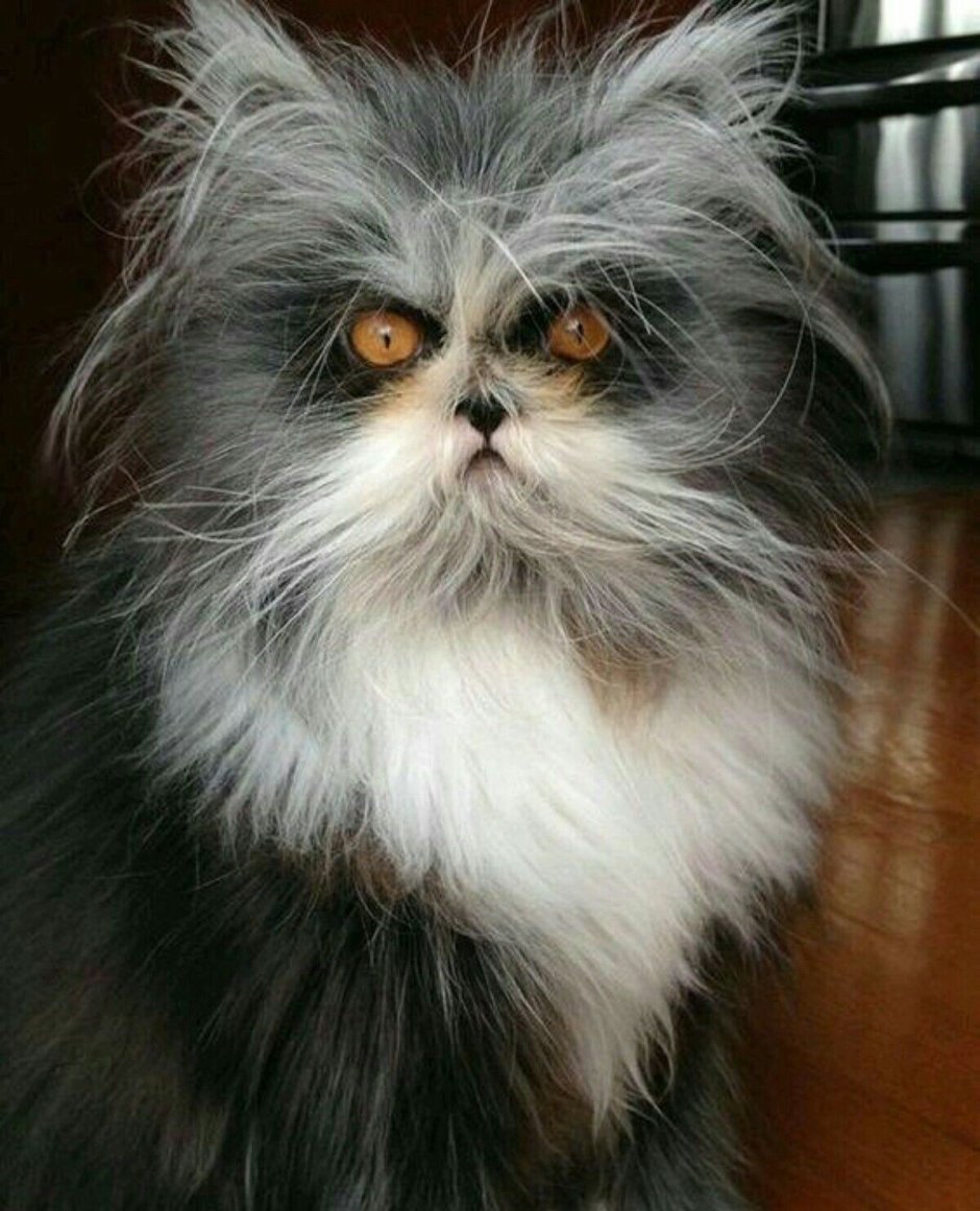 Кохона сфинкс