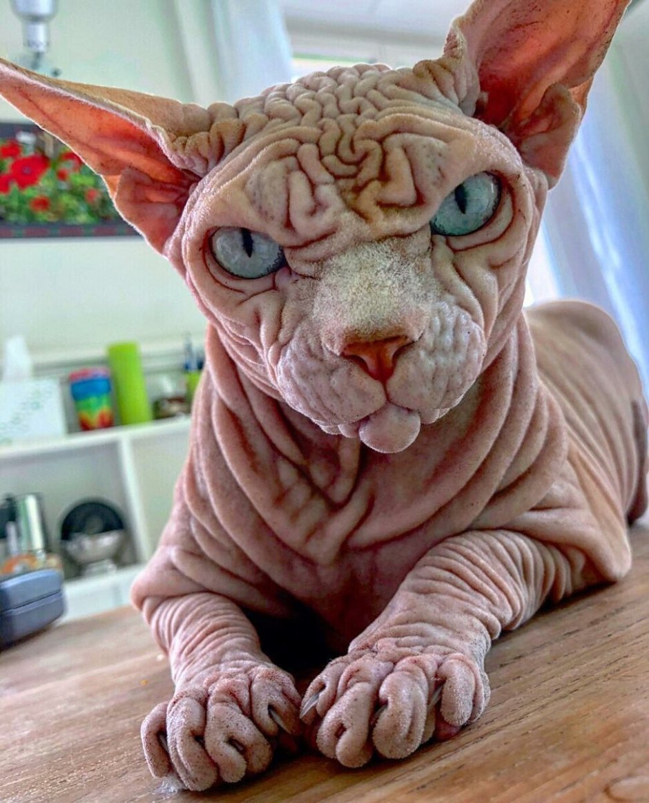 Кот породы Донской сфинкс
