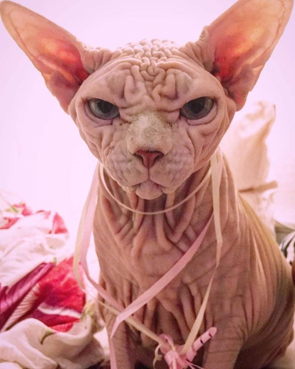 Jazzy сфинкс