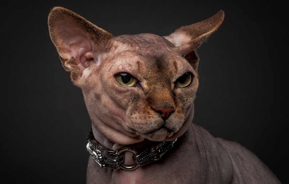 Сфинкс кошка морщинистая