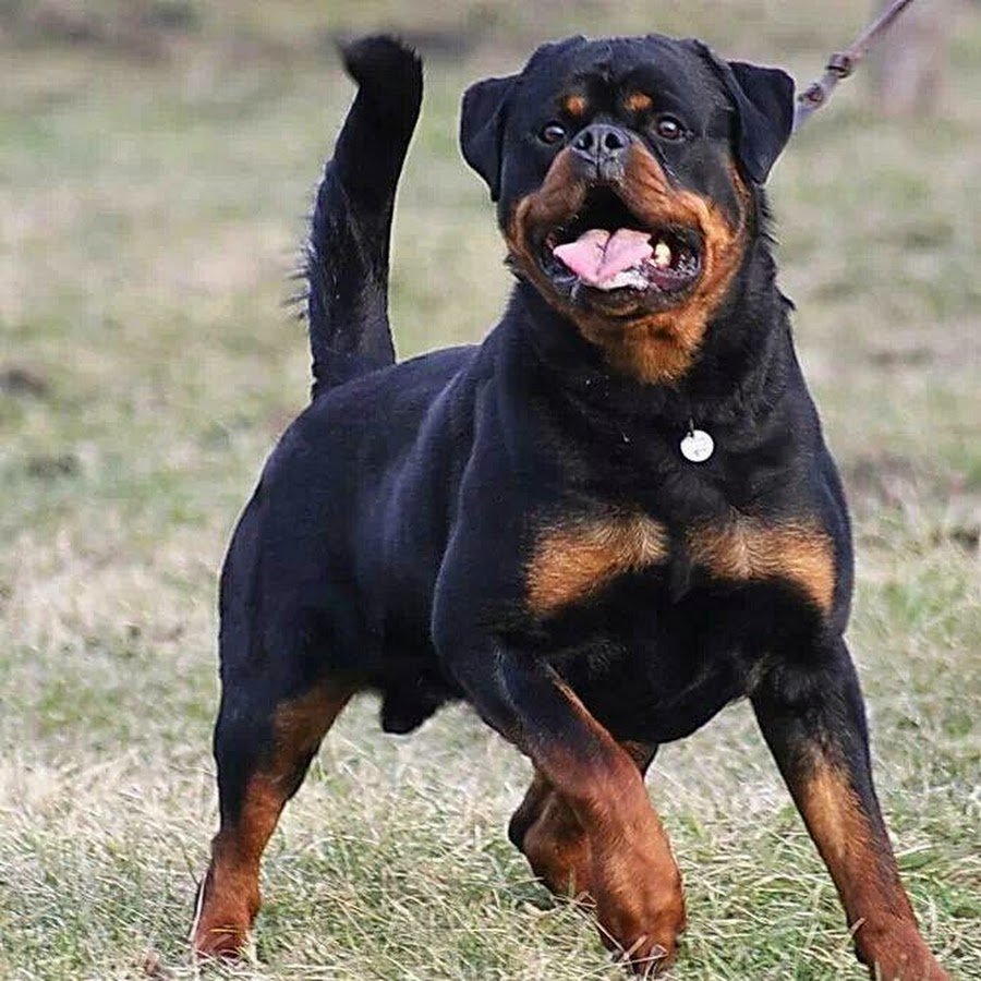 Ротвейлер шоу класса