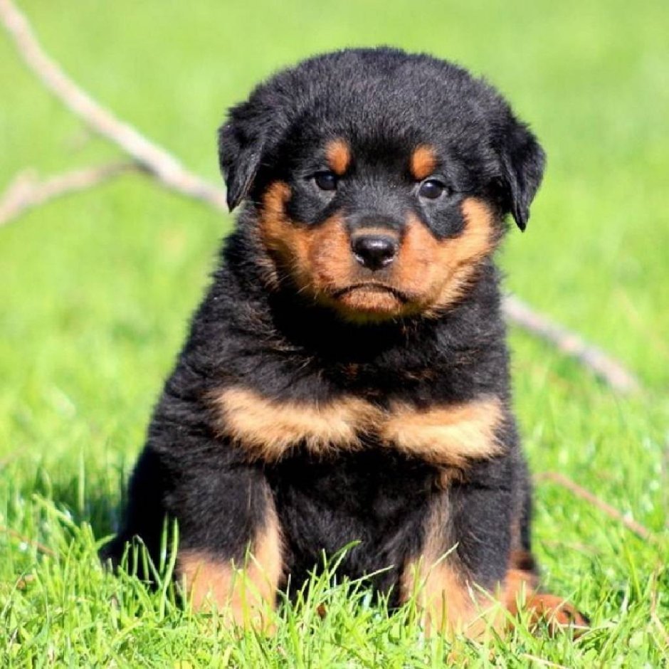 Rottweiler with Blue Eyes