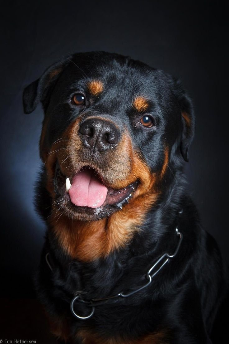 Собака ротвейлер