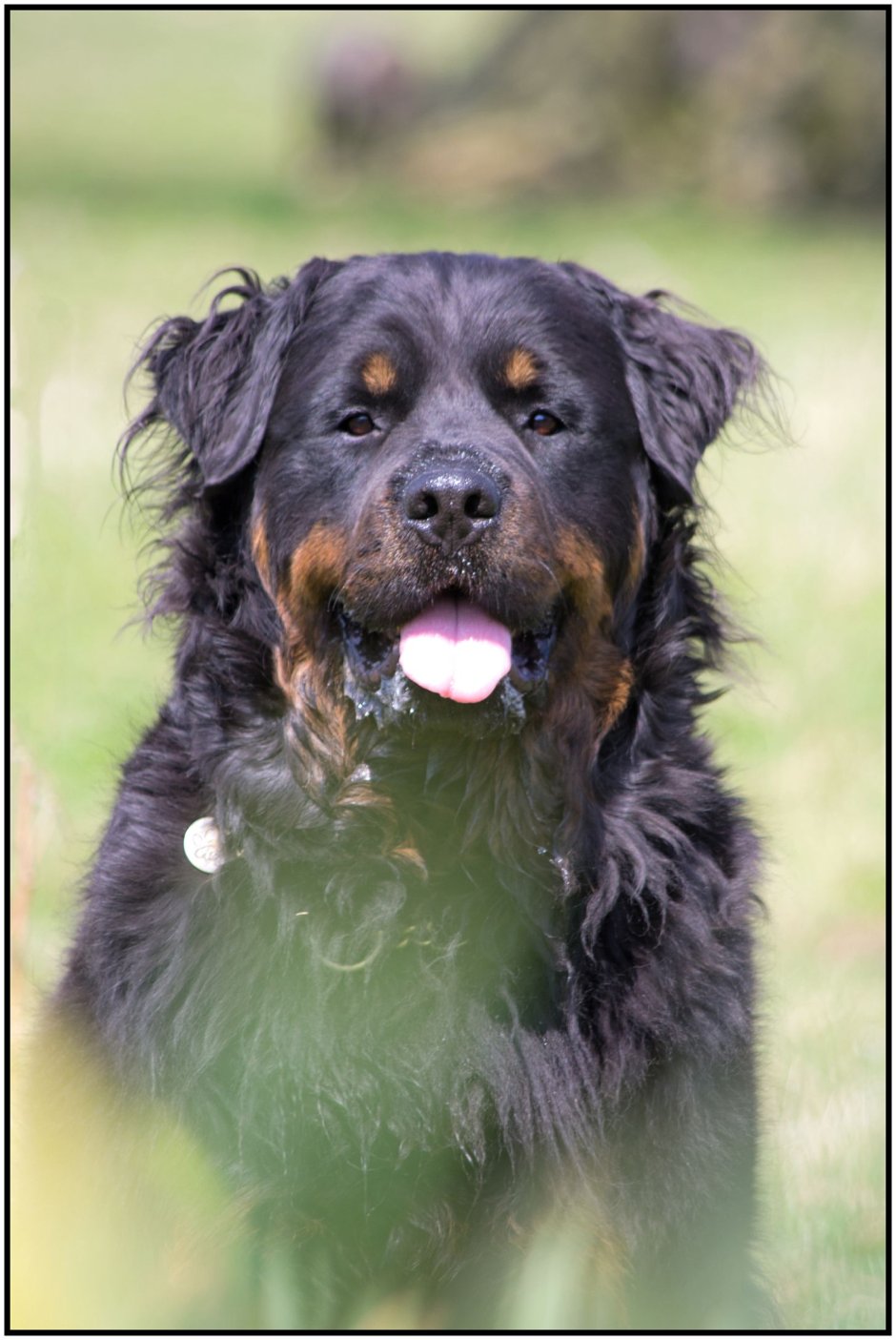 Ротвейлер флаффи