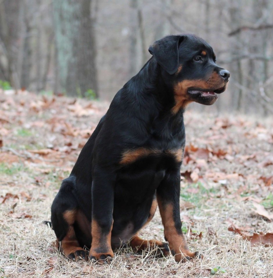 Ротвейлер длинношерстный
