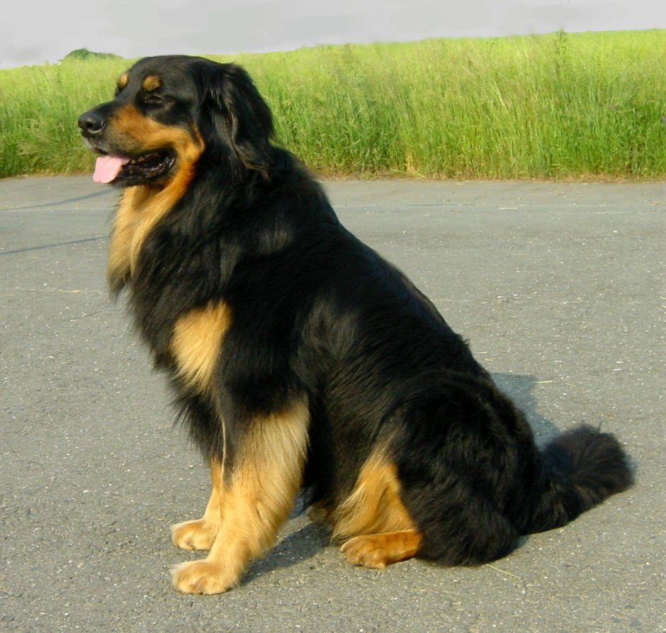 Метис ховаварта