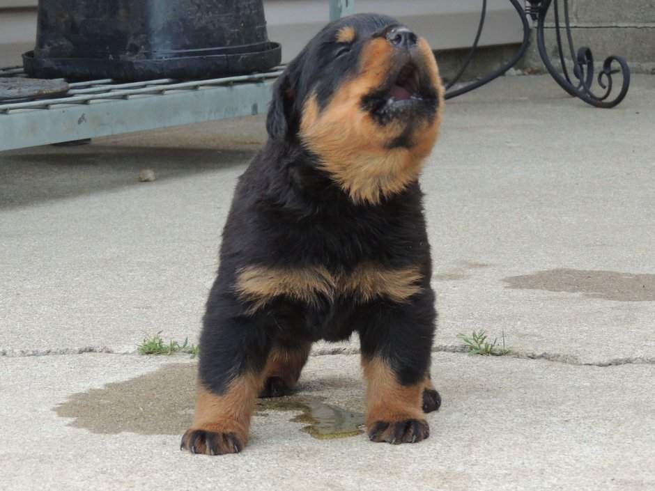 Ротвейлер. Лохмач