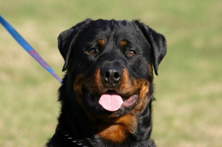 Лохматый ротвейлер порода
