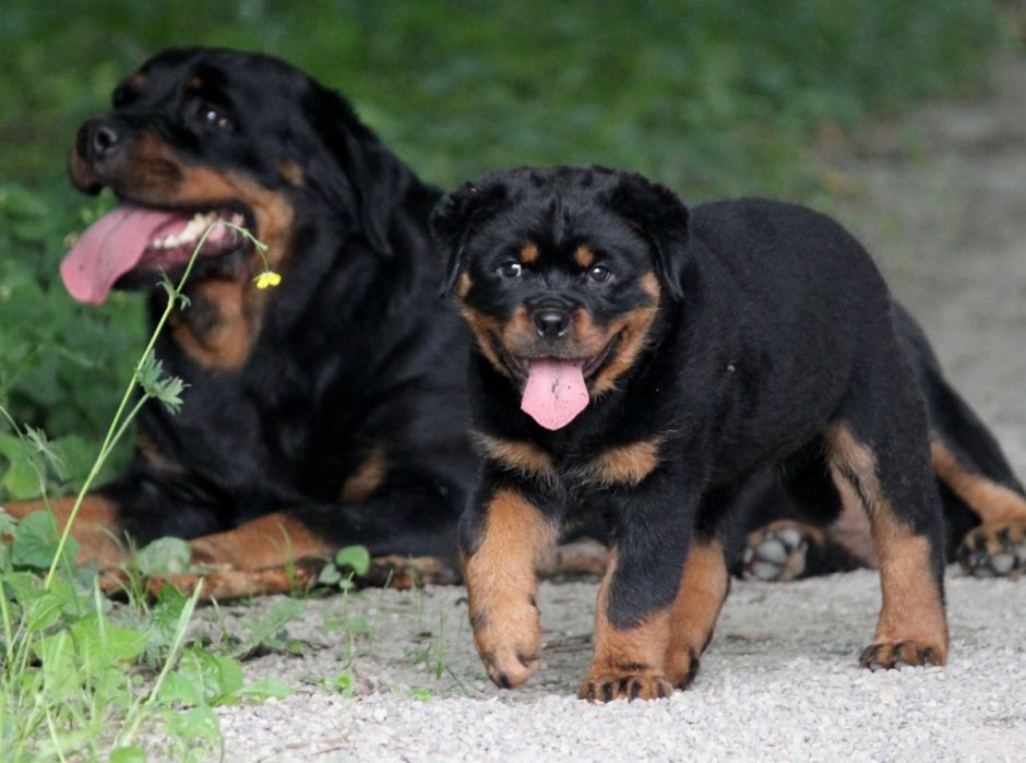 Лохматый ротвейлер порода