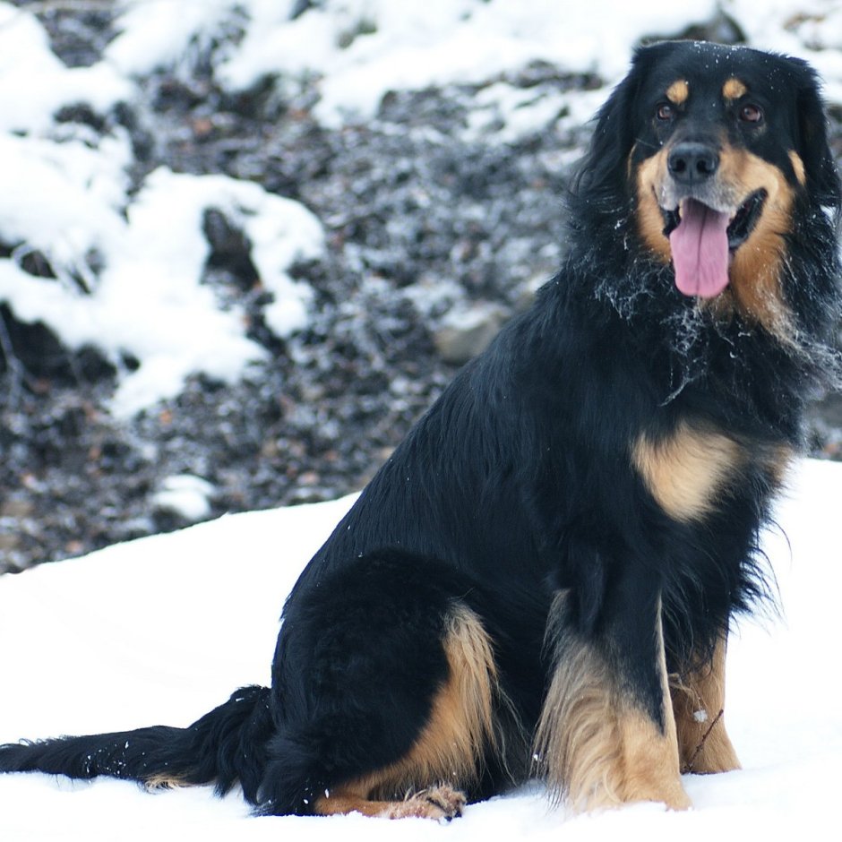 Ховаварт порода собак