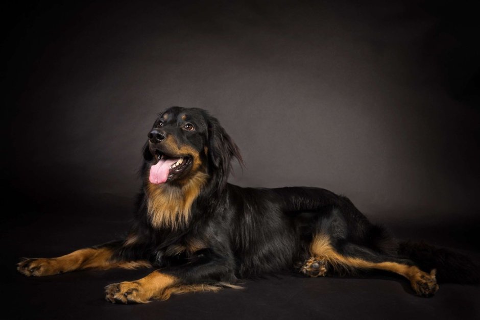 Ховаварт с подпалинами