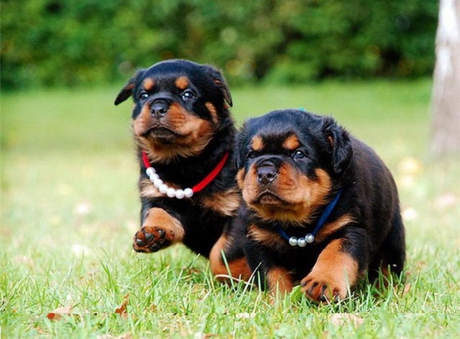 Ротвейлер собака как воспитывать и кормить щенка