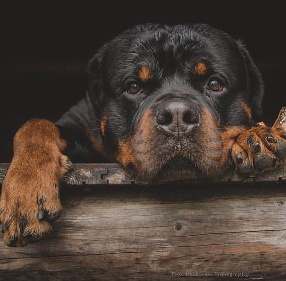 Ротвейлер Эстетика