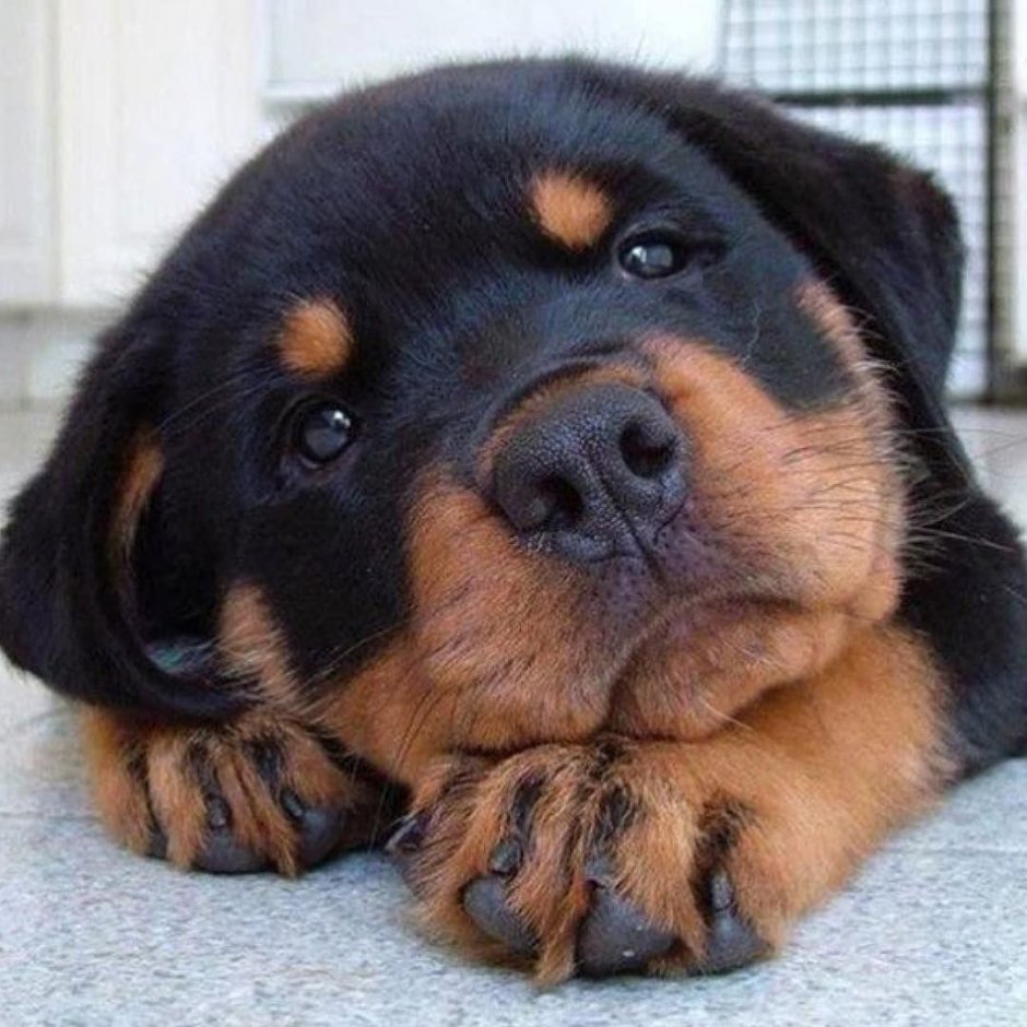 Золотой ротвейлер щенок