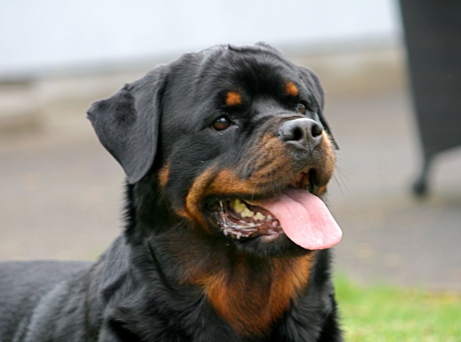 Короткошерстный и длинношерстный ротвейлер