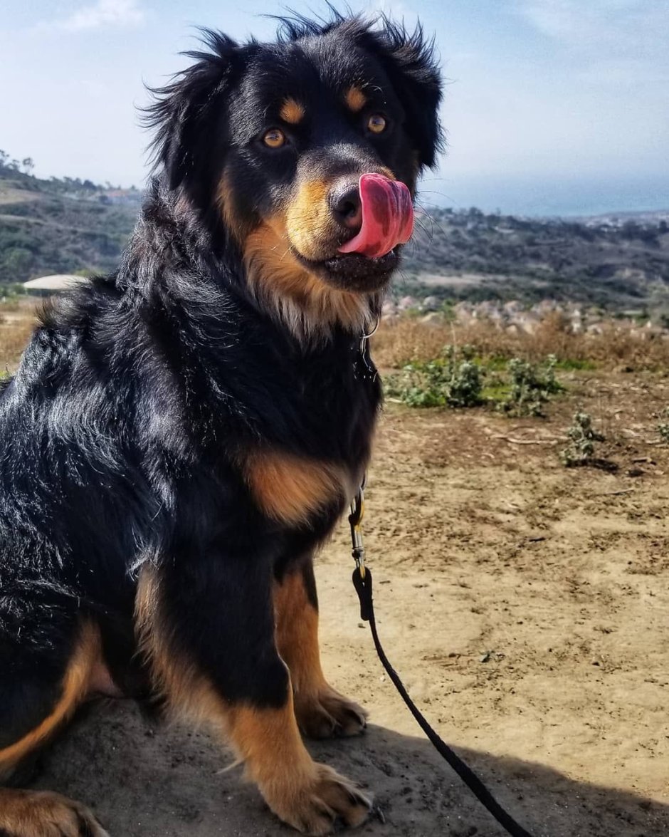 Ротвейлер. Лохмач