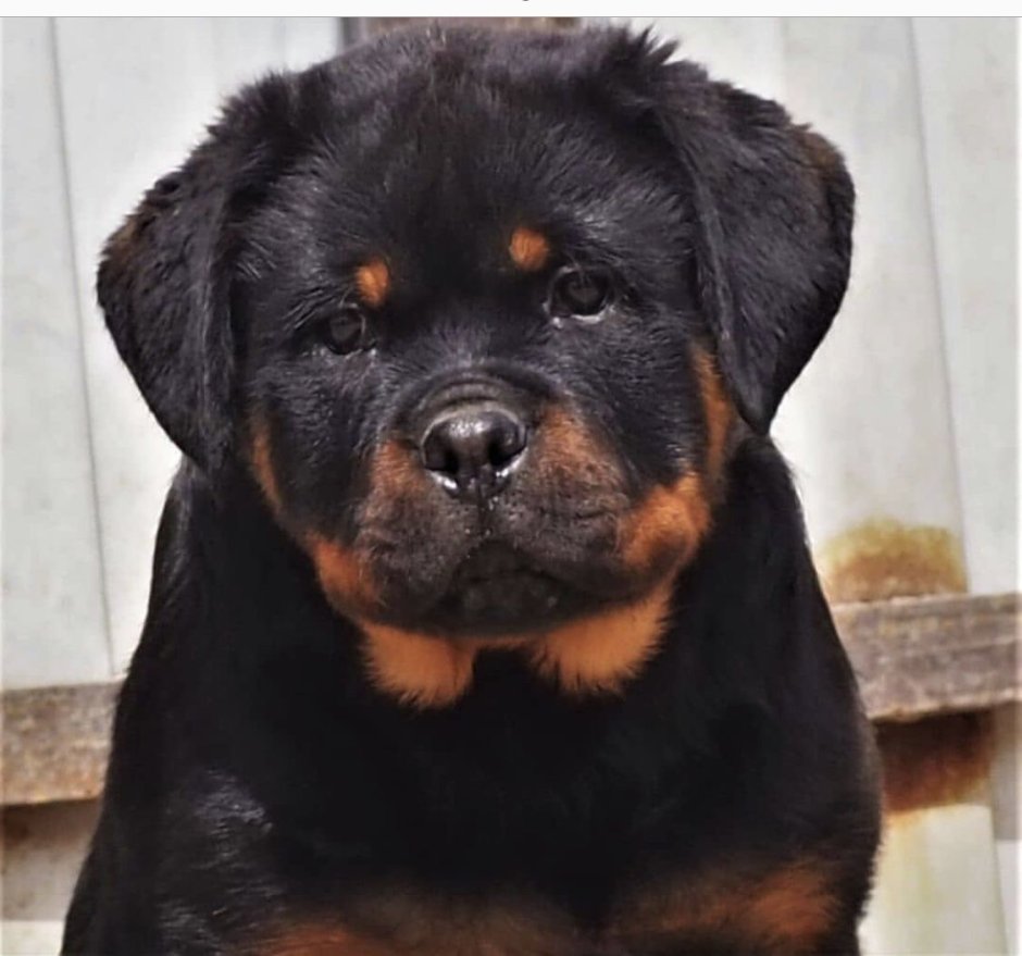 Ротвейлер шоколадный