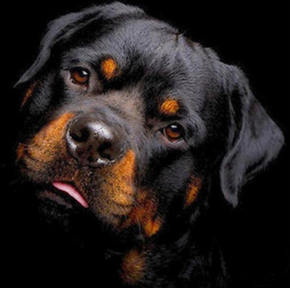 Ротвейлер собака черный