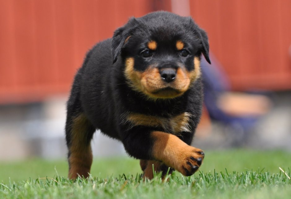 Фото длинношерстного ротвейлера бывают они такие или нет