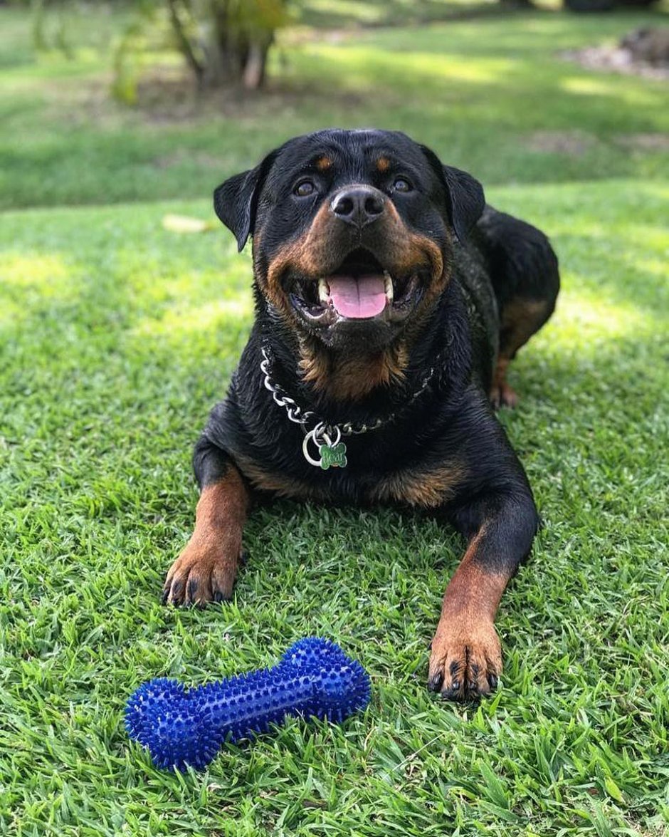 Бойцовские собаки ротвейлер