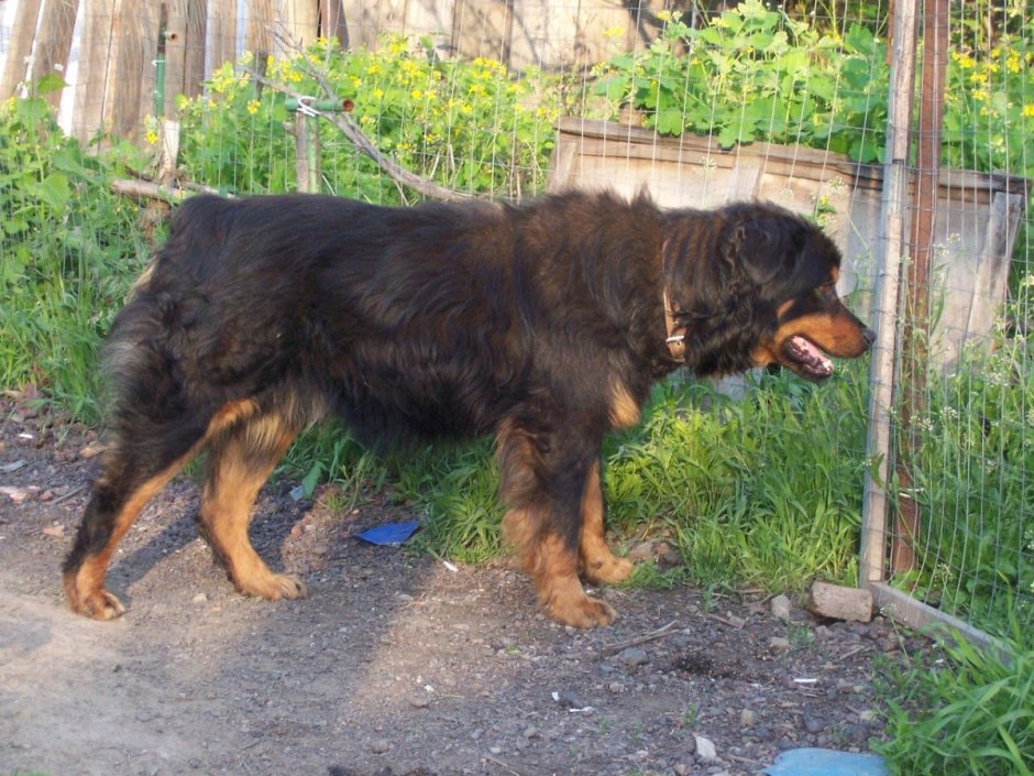 Ротвейлер и Кавказская овчарка
