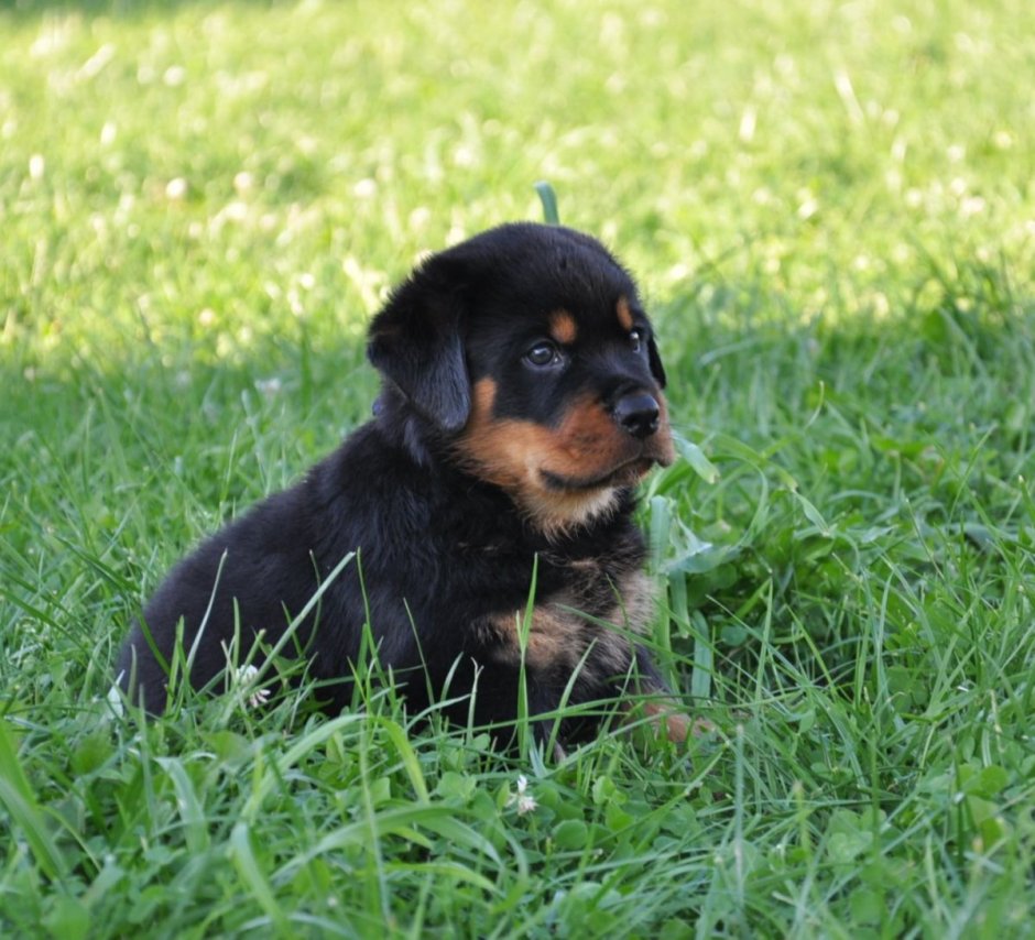 Ротвейлер настоящий