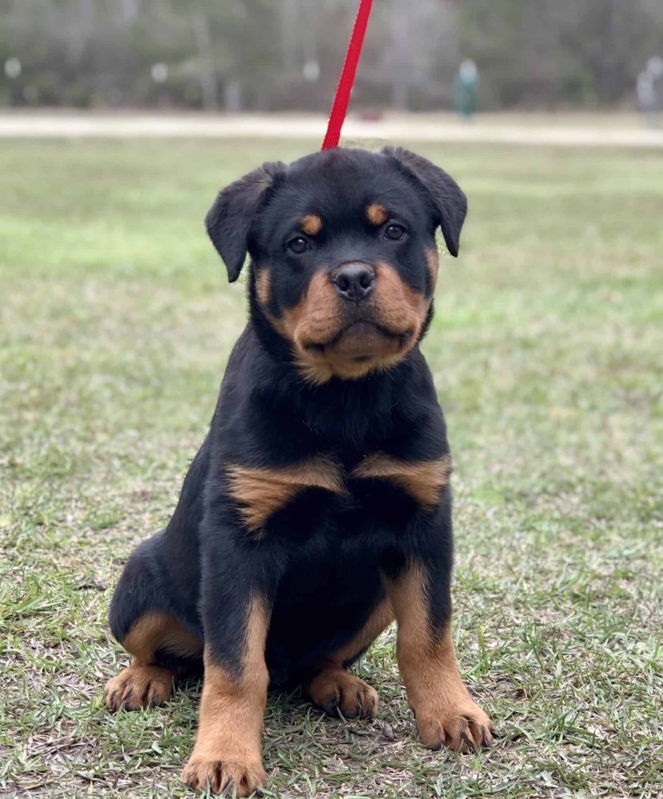 Прокачанный ротвейлер