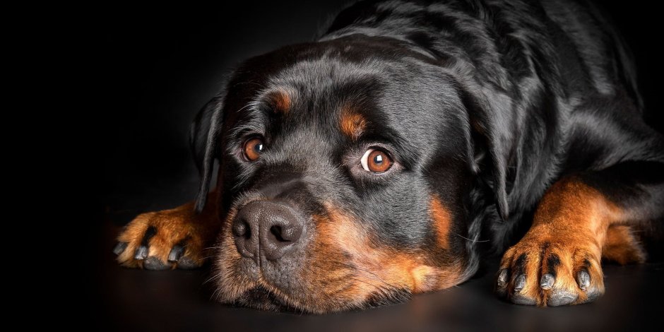 Ротвейлер серый