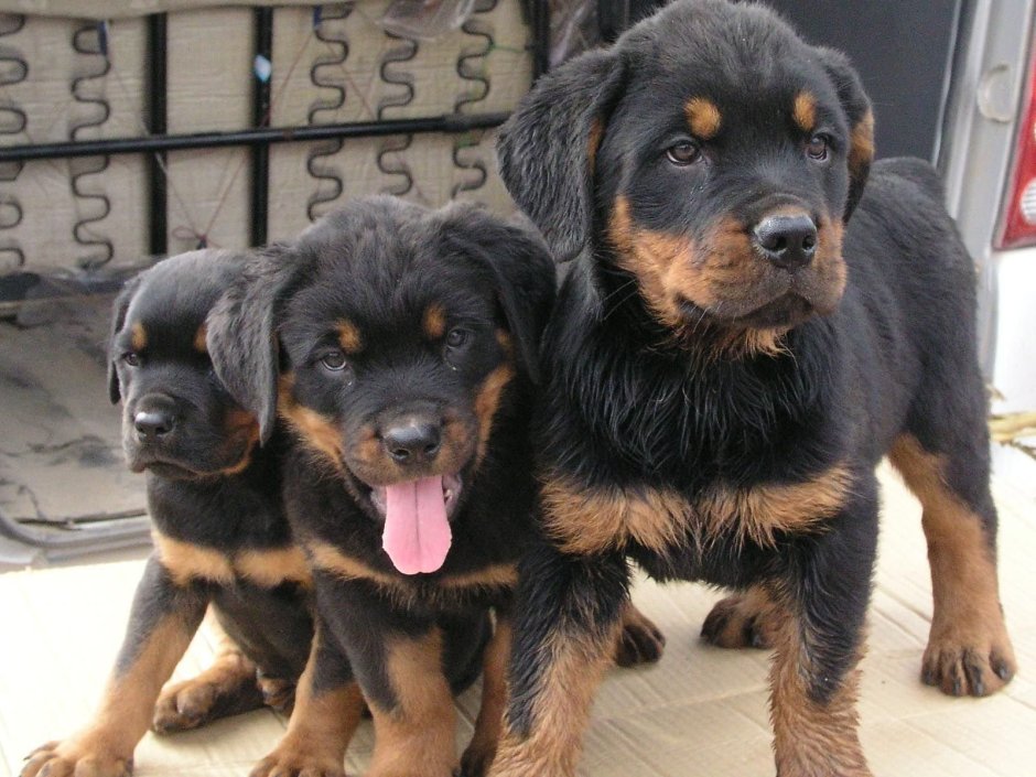 Ротвейлер. Лохмач