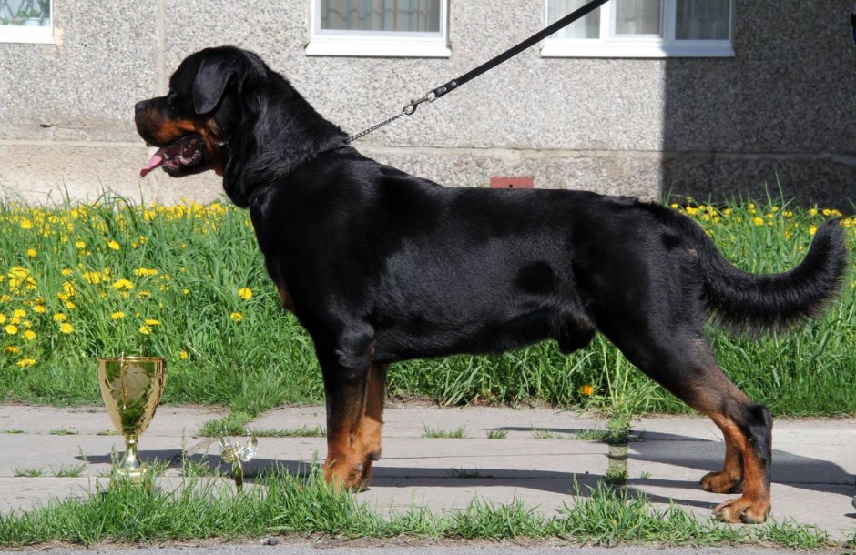 Ротвейлер стойка стандарт