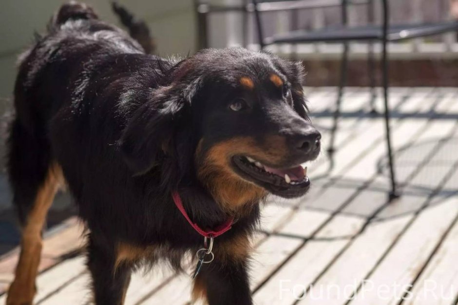 Ротвейлер длинношерстный