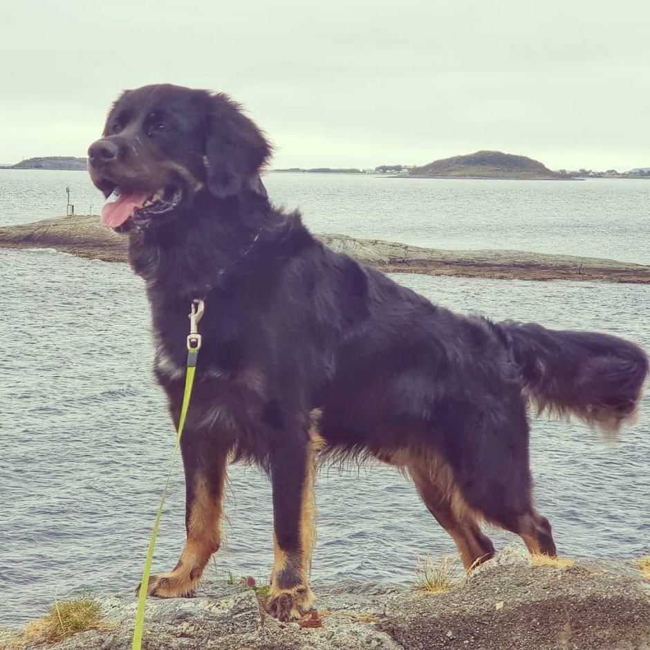 Ротвейлер длинношерстный