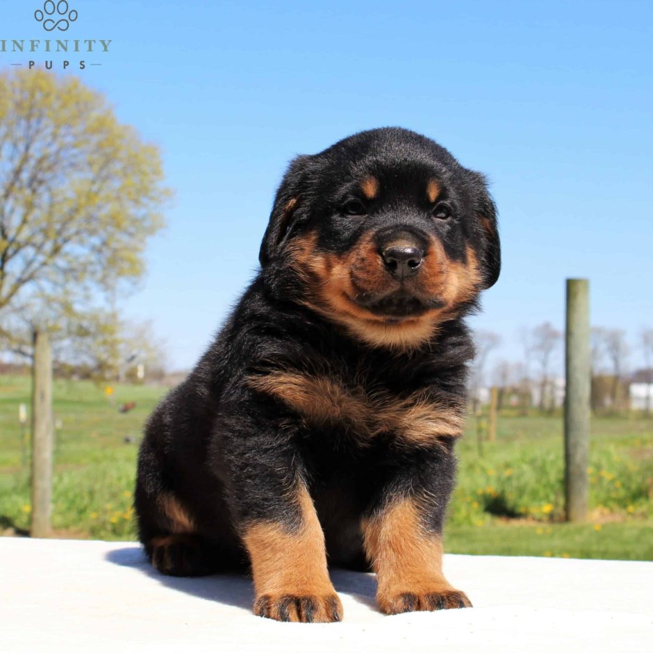 Длинношерстный щенок ротвейлера