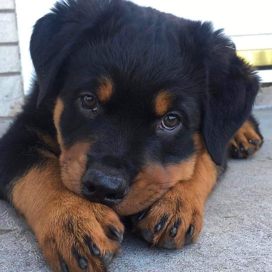 Ротвейлер рыжий щенок