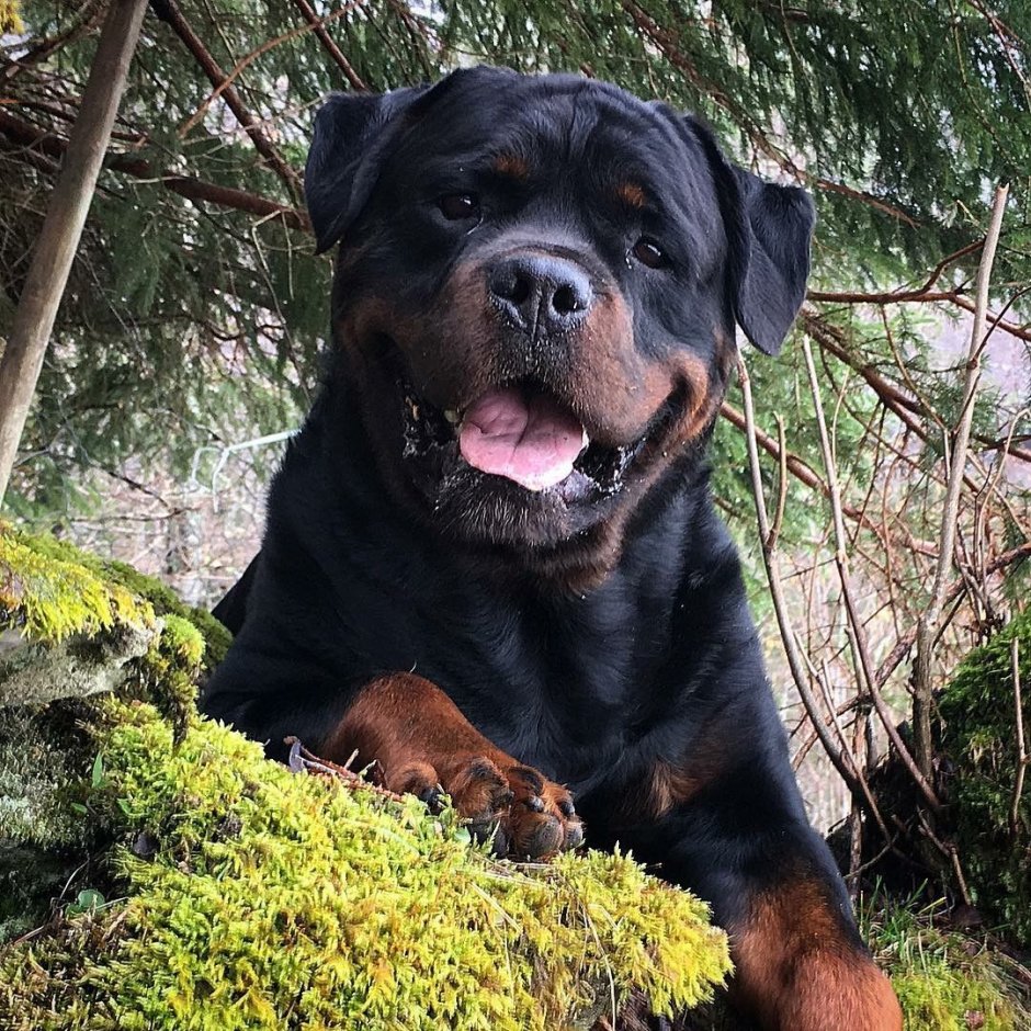 Ротвейлер американский стандарт