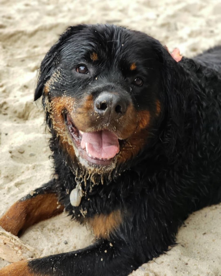 Ротвейлер длинношерстный