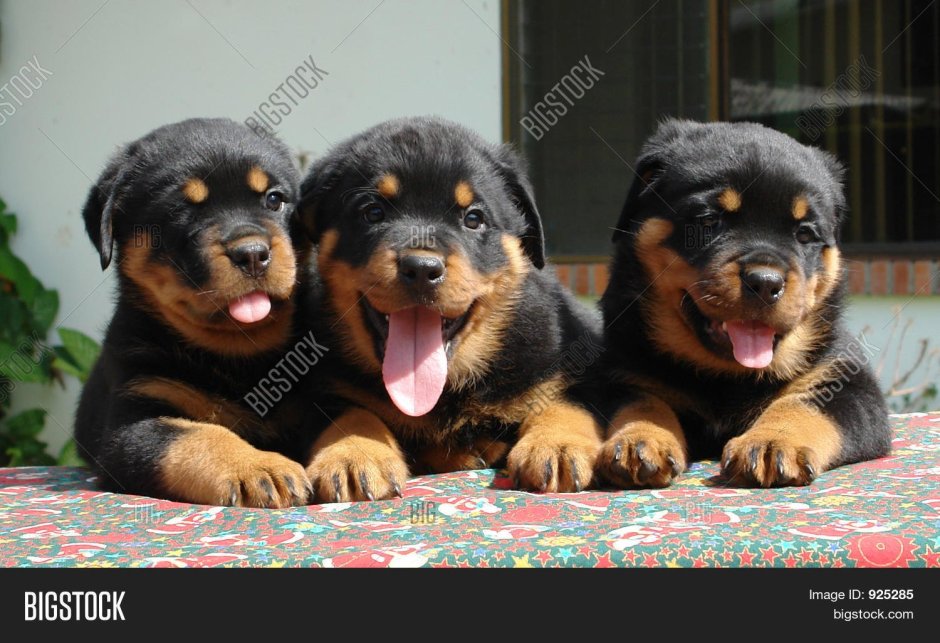 Щенок ротвейлер задом